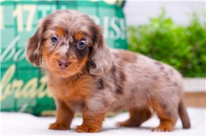 Jada - puppy for sale