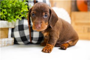 Simon - puppy for sale