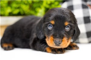 Simu - Mini Dachshund for sale