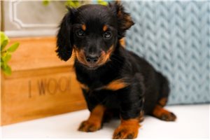 Erika - Dachshund, Mini for sale