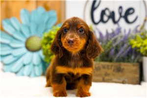 Jabin - puppy for sale