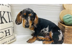 Brent - Mini Dachshund for sale