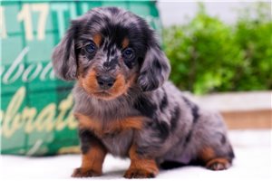 Jackie - Dachshund, Mini for sale