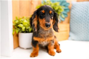 Jabari - puppy for sale