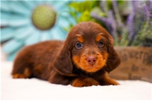 Jabin - Dachshund, Mini for sale