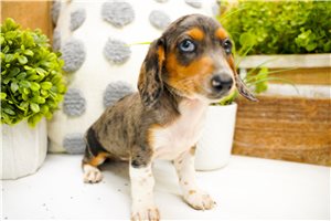 Willa - Mini Dachshund for sale
