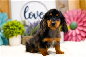 Jabari - Dachshund, Mini for sale