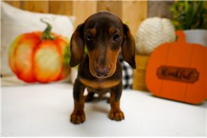 Byron - Mini Dachshund for sale