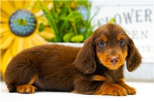 Jabin - Dachshund, Mini for sale