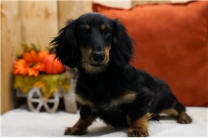 Francisco - Dachshund, Mini for sale