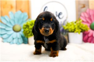 Kyro - Dachshund, Mini for sale