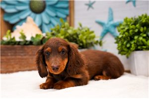 Jabin - Dachshund, Mini for sale