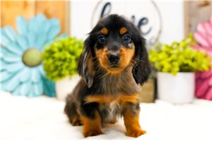 Jabari - Dachshund, Mini for sale