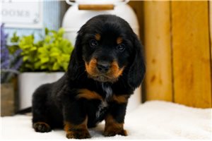 Kyro - Dachshund, Mini for sale