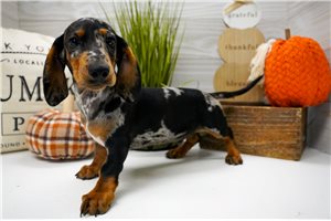 Brent - Dachshund, Mini for sale
