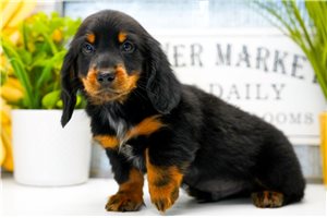 Kyro - Dachshund, Mini for sale