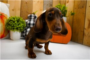 Byron - puppy for sale