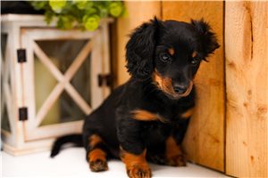 Erika - Dachshund, Mini for sale