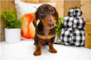 Byron - Mini Dachshund for sale