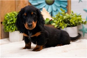 Kyro - Mini Dachshund for sale