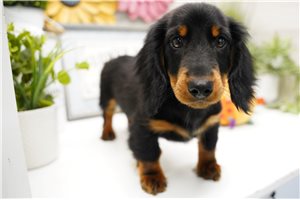 Kyro - Dachshund, Mini for sale