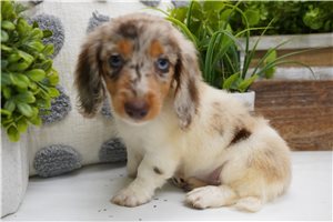 Artemis - puppy for sale