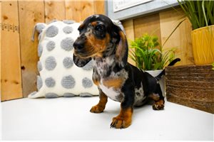Brent - Dachshund, Mini for sale