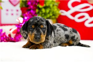 Kylan - puppy for sale