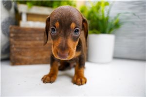 Byron - Dachshund, Mini for sale