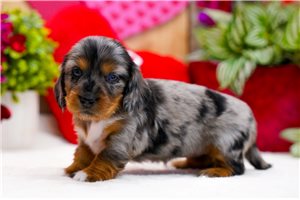 Kennedy - Dachshund, Mini for sale