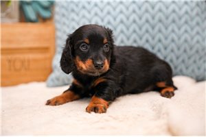 Erika - Dachshund, Mini for sale