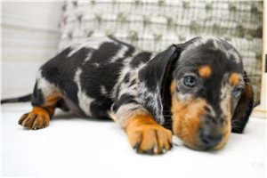 Brent - puppy for sale