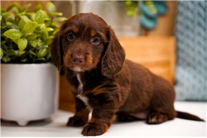 Eline - puppy for sale