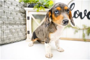 Willa - Dachshund, Mini for sale