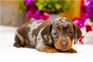 Kutcher - puppy for sale