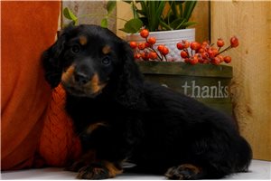 Hera - puppy for sale