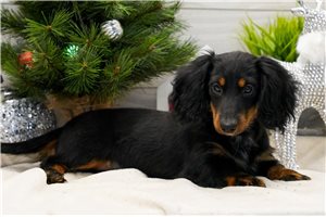 Hazel - Dachshund, Tweenie for sale