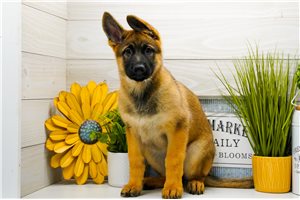 Maisie - German Shepherd for sale