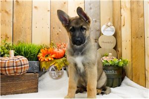 Tucker - German Shepherd for sale