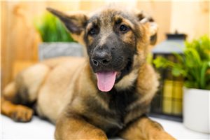Malachi - German Shepherd for sale