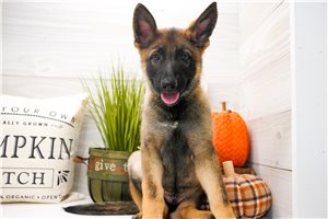 Beowulf, a German Shepherd placed with a Pawrade family