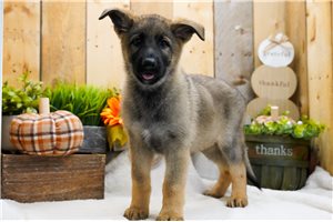 Tobias - puppy for sale