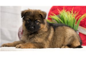 Alesha - German Shepherd for sale