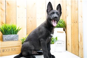 Makai - German Shepherd for sale