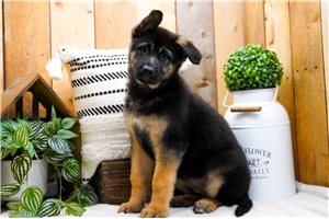 Mallory - German Shepherd for sale