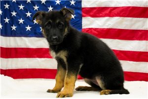 Teegan - puppy for sale