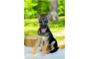 Wally - German Shepherd for sale