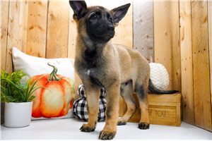 Beowulf - German Shepherd for sale