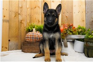Tiana - puppy for sale