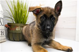 Beowulf - German Shepherd for sale